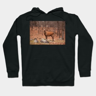 King of the forest Hoodie